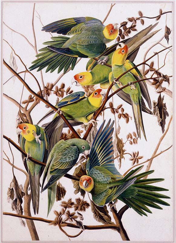 Carolina Parakeets